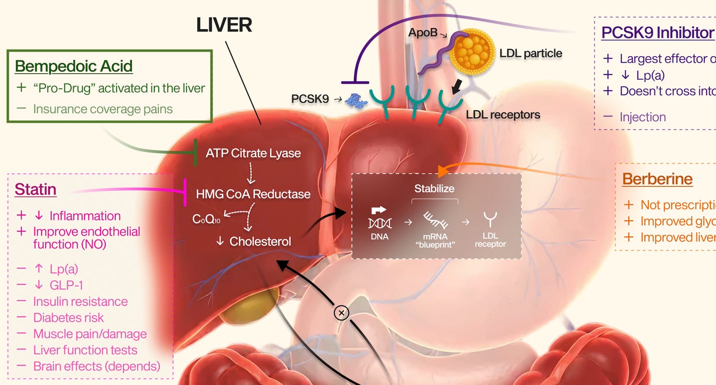 The Hidden Mechanism Behind a Cholesterol Drug I Might Take (Again) The Hidden Mechanism Behind a Cholesterol Drug I Might Take (Again)