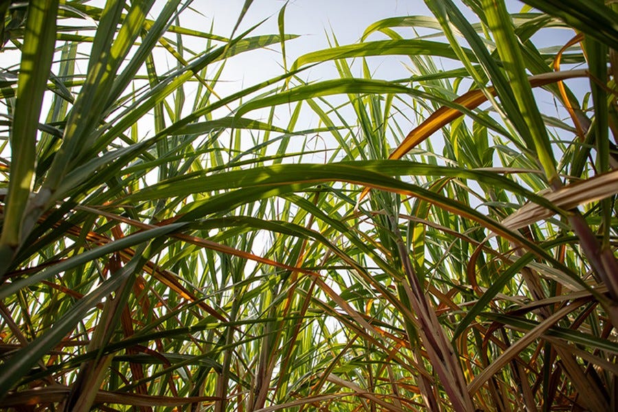 Visualização da imagem Visualização da imagem