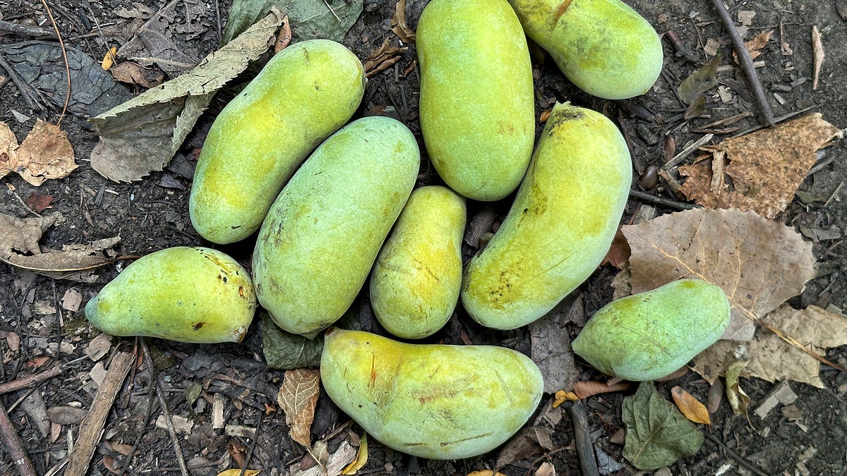 Paw Paw Season - by Nicholas Gill