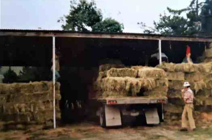 Men loading small haybales onto truck from hay stacked in a barn Men loading small haybales onto truck from hay stacked in a barn