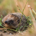 Il riccio europeo, animale dell’anno 2026: un inizio perfetto 🦔