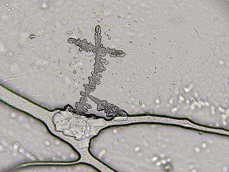 Nasal Sample developments