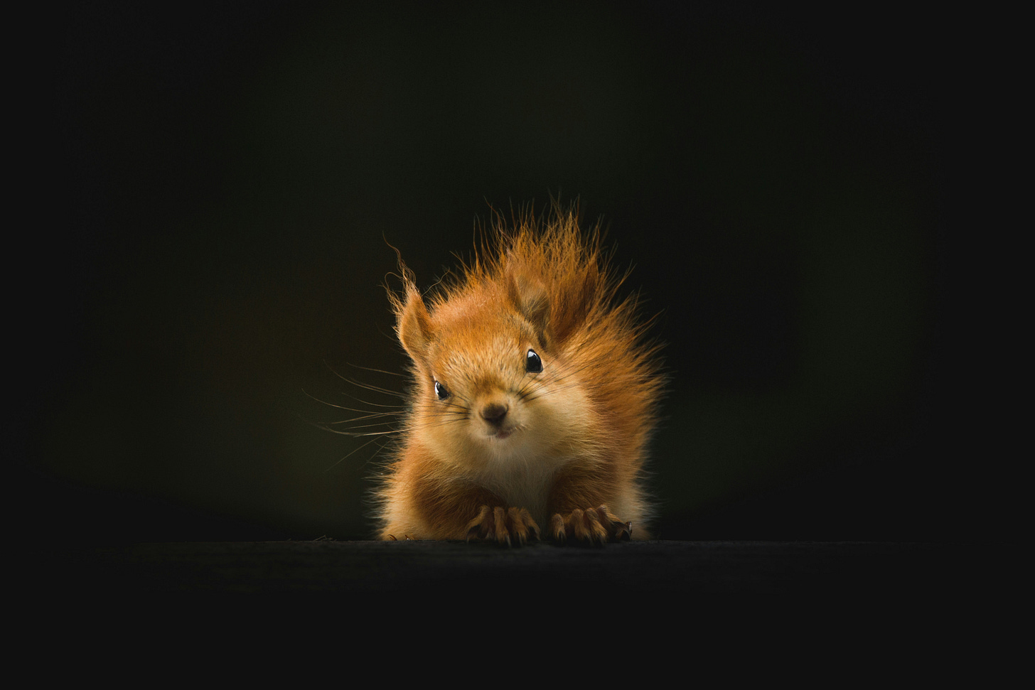 A close up image of a squirrel. 