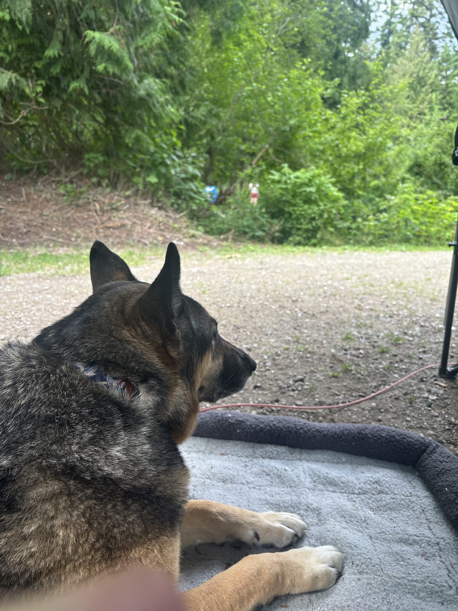 A German Shepherd Husky mix sits on a dog bed on top of a gravel campsite and watches the road. A line of cedar trees is in the background.
