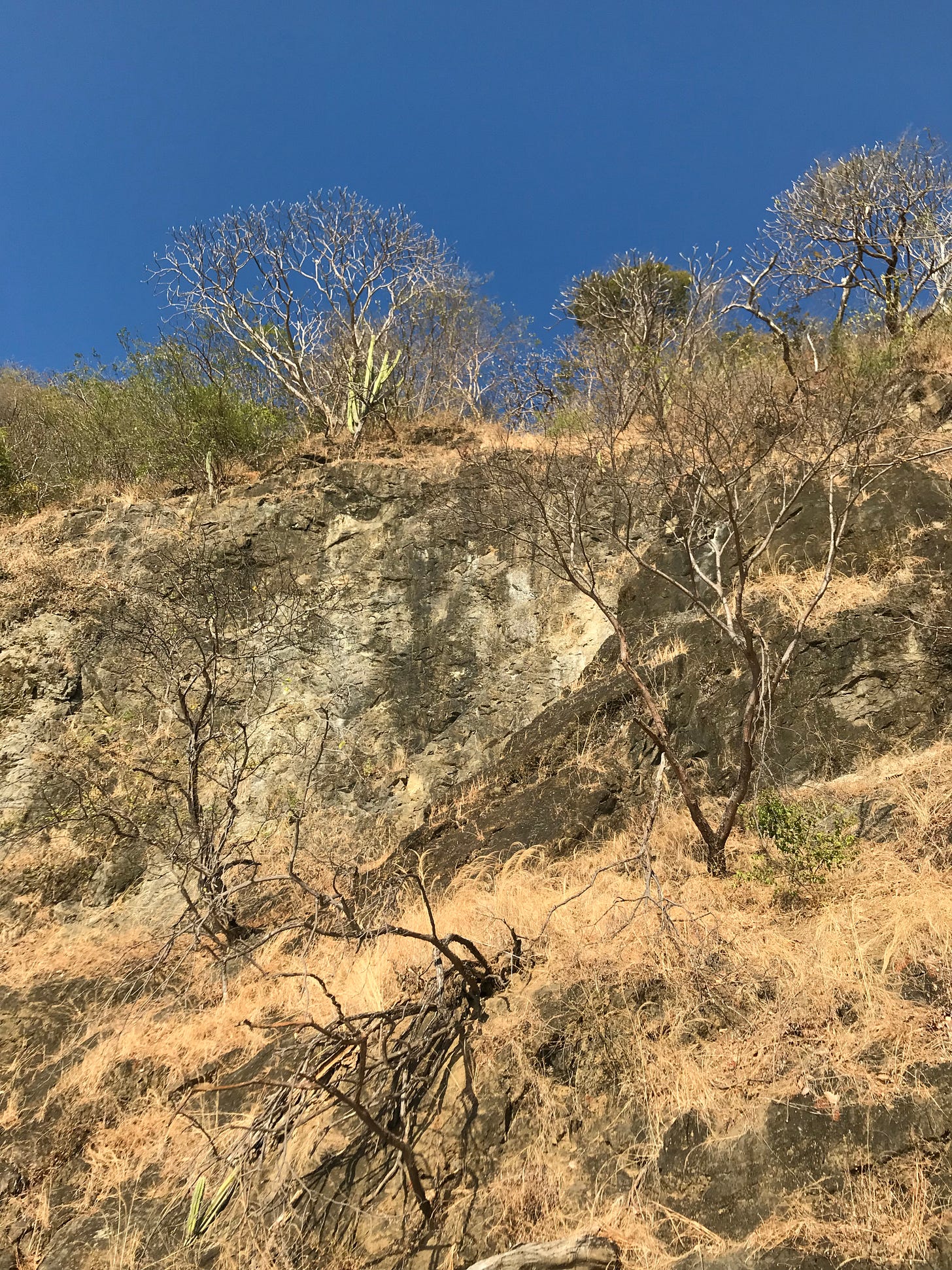 Cliffs with cacti and dry brush on the Pacific coast