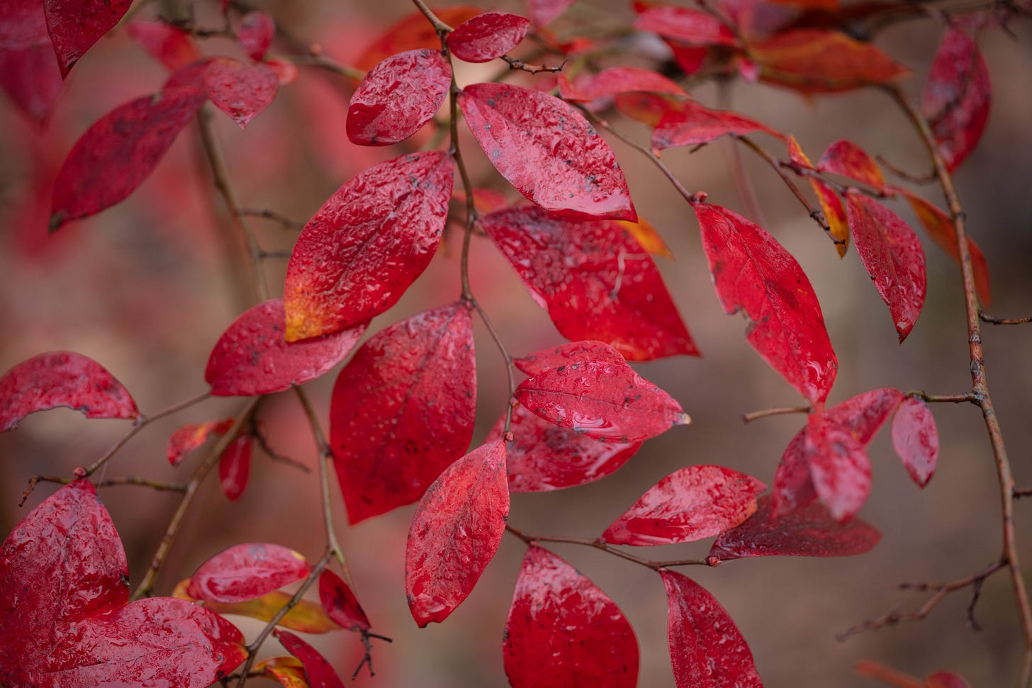 A close-up of a bush with a lot of bright red leaves, beaded with a layer of water from the fog.