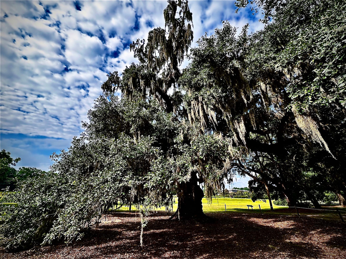 McLeod Oak view from in front of the plantation house. Author photograph (June 2026). 