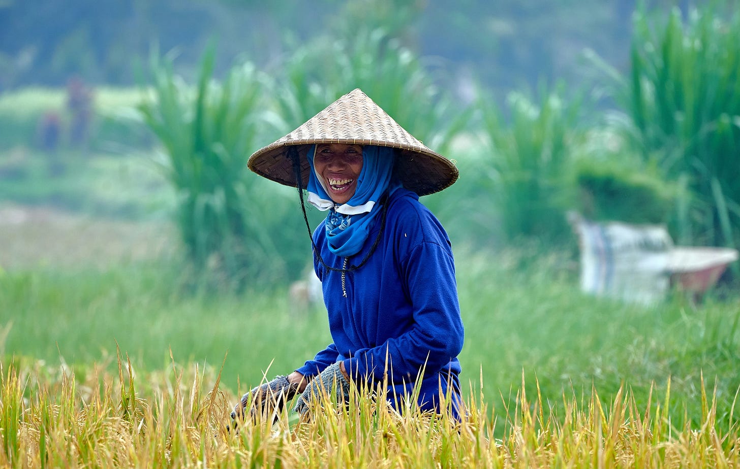 A woman farmer in a blue dress smiles in a yellowing rice field. A woman farmer in a blue dress smiles in a yellowing rice field.