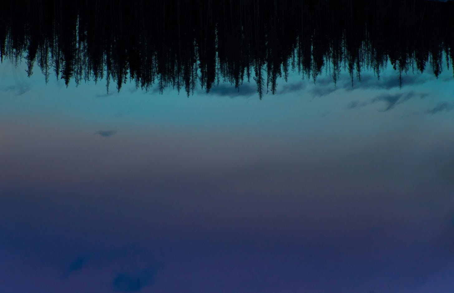 Upside-down photograph of evergreen trees silhouetted against a twilight sky