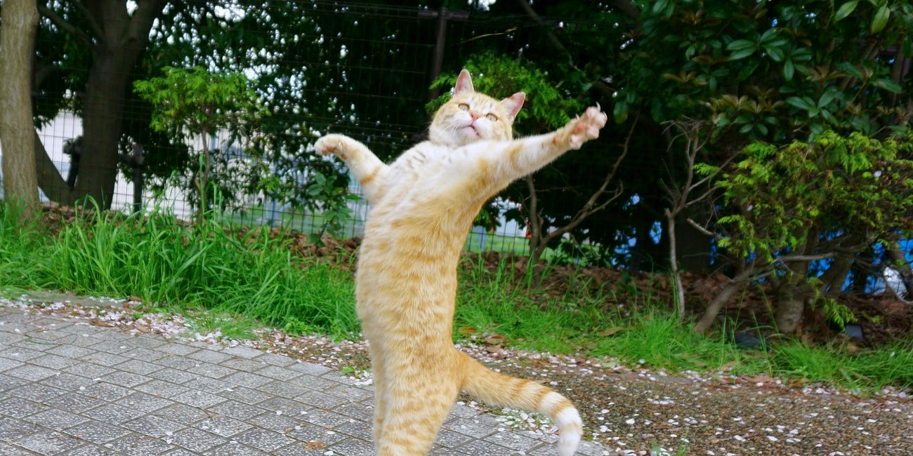 Cats and Dancing Women (JLPT N3)