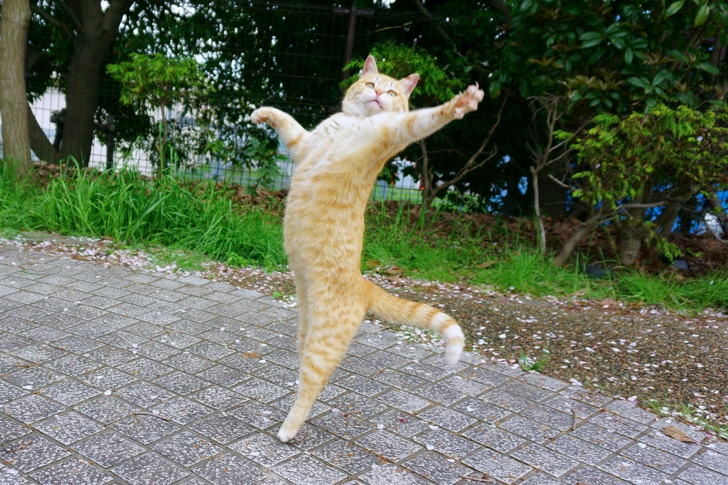 Dancing Cat Dancing Cat