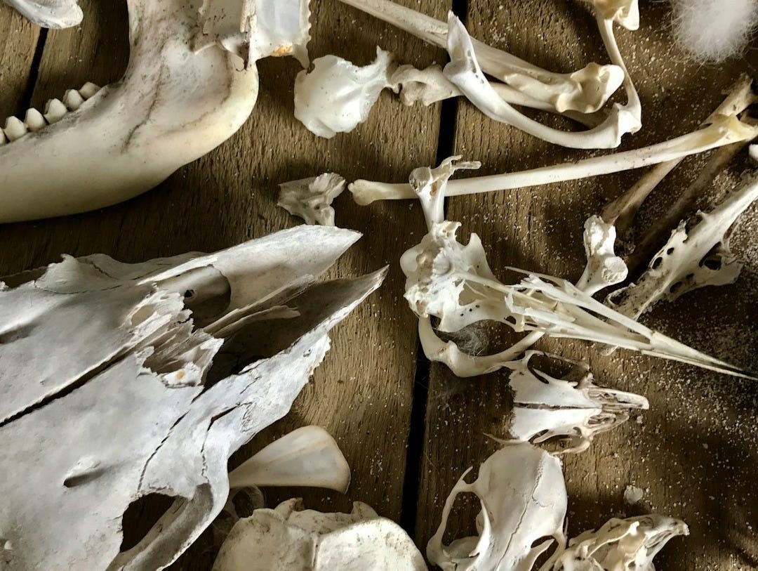 white and gray fish on brown wooden surface