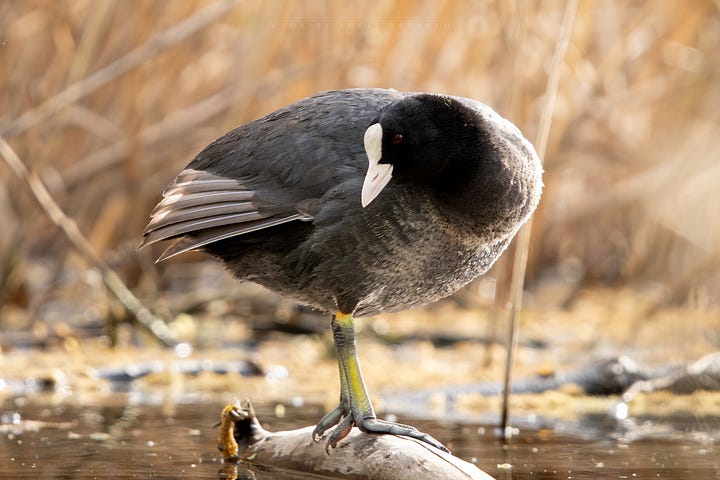 Eurasian coot