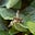 Flower Fly's avatar