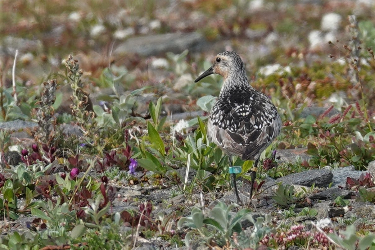 Red Knot photo Red Knot photo