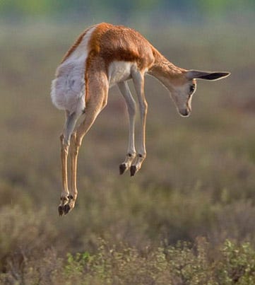 Stotting - Wikipedia