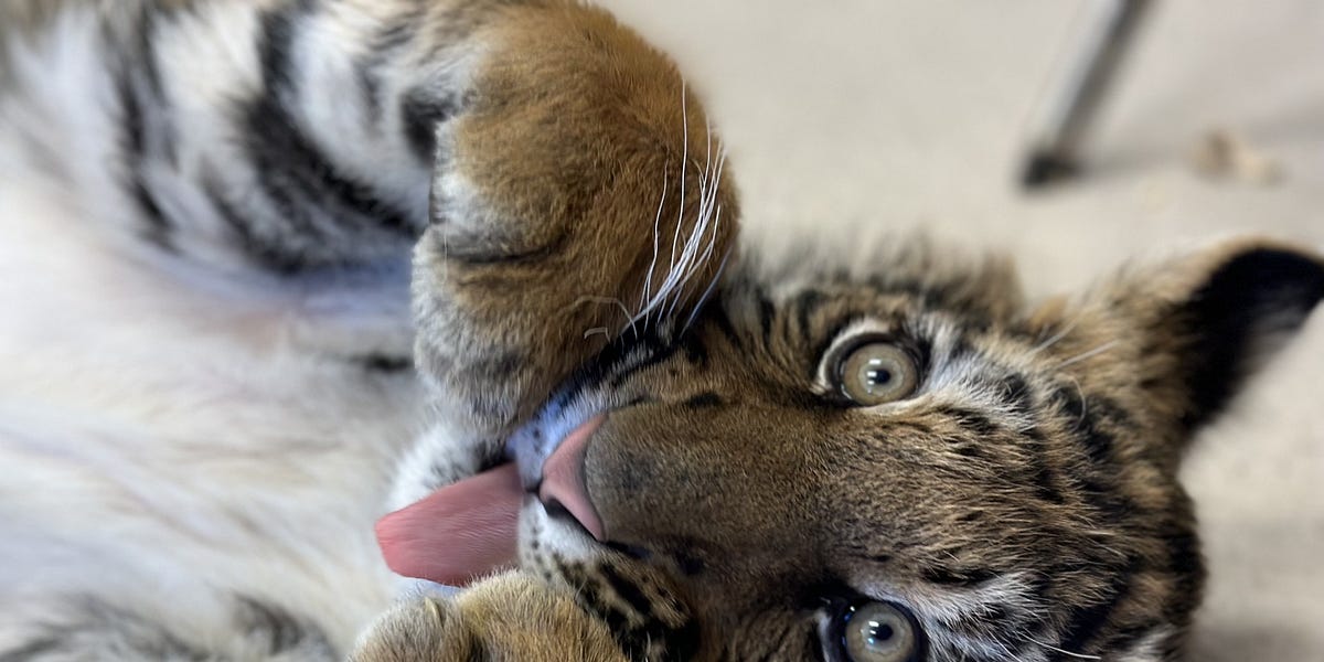 Cartel "Tiger King" Sentenced to 17 Years