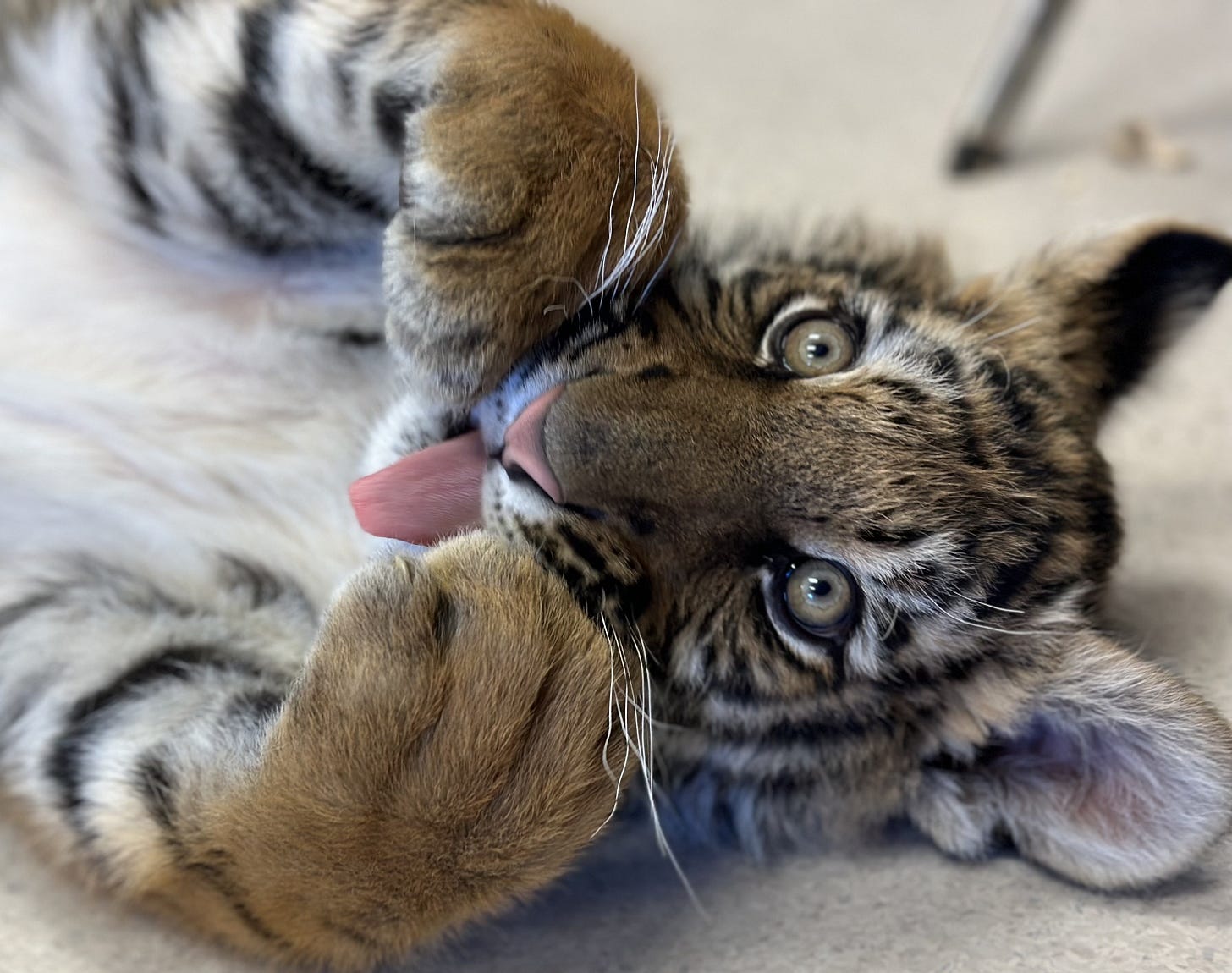 This tiger cub helped bring down the leader of a ring that smuggled drugs, people, and exotic animals from Juarez to New Mexico This tiger cub helped bring down the leader of a ring that smuggled drugs, people, and exotic animals from Juarez to New Mexico
