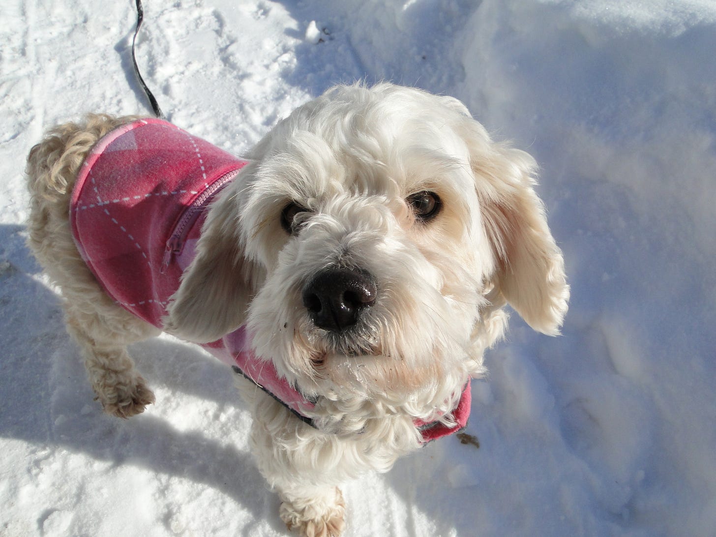 A small white dog in a pink coat standing in snow