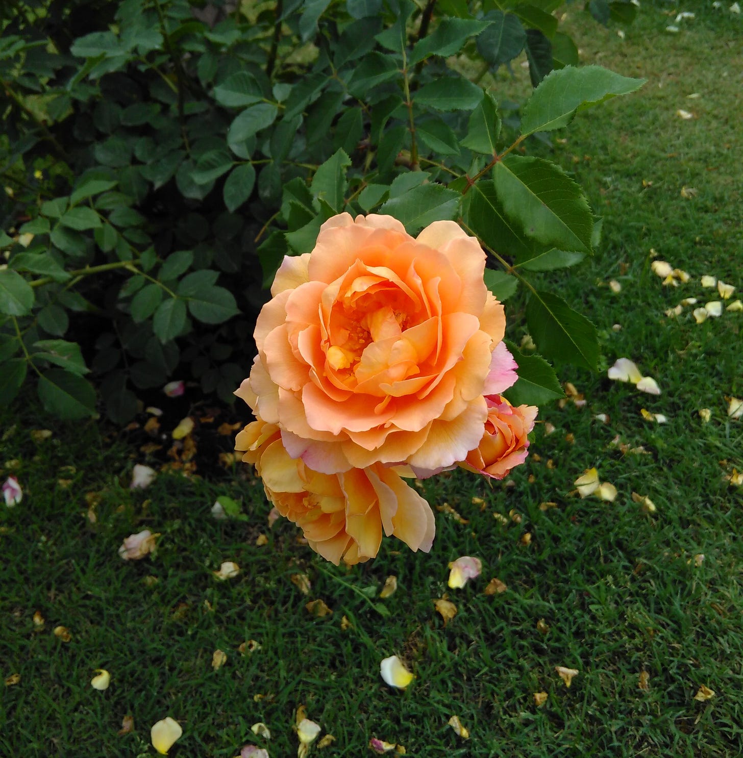 Fotografia di un ramo con alcune rose in fiore: le rose sono in primo piano e sono di colore salmone. In secondo piano si vedono le foglie della pianta cui appartengono i fiori e, a terra, alcuni petali sparpagliati.