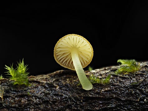 yellow mushroom on wood