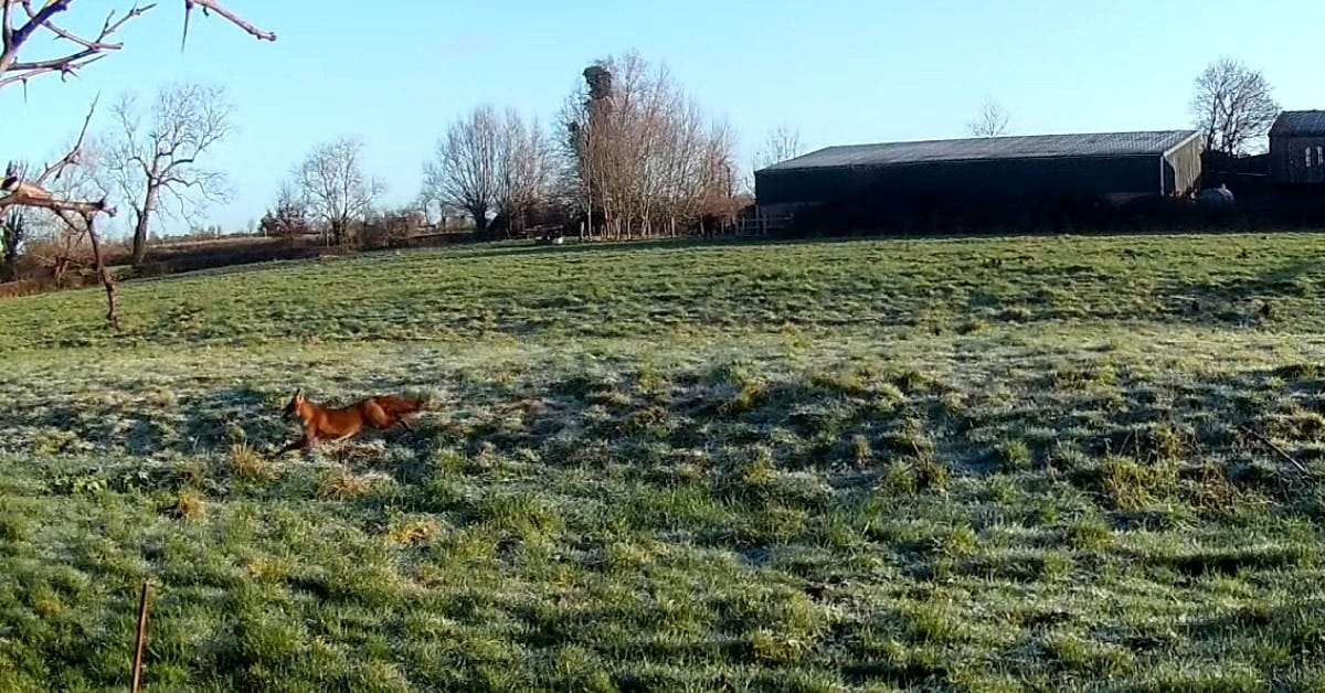 Fox running in footage from a case against the Vale of White Horse Hunt Fox running in footage from a case against the Vale of White Horse Hunt