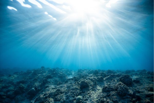 The 5 Zones of the Ocean (What Lives In Them) - Wildlife Informer The 5 Zones of the Ocean (What Lives In Them) - Wildlife Informer