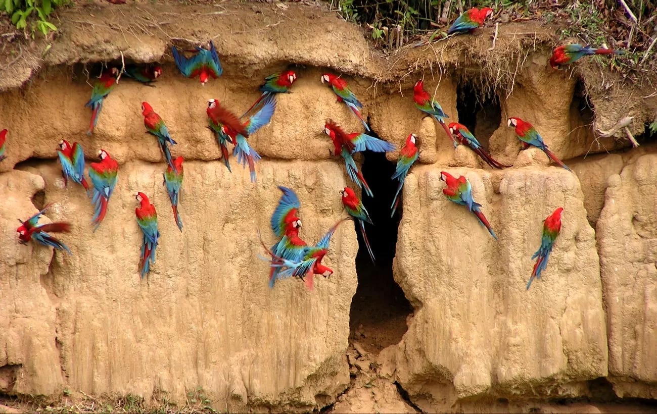 World's Largest Macaw Clay Lick Near Tambopata Research Center