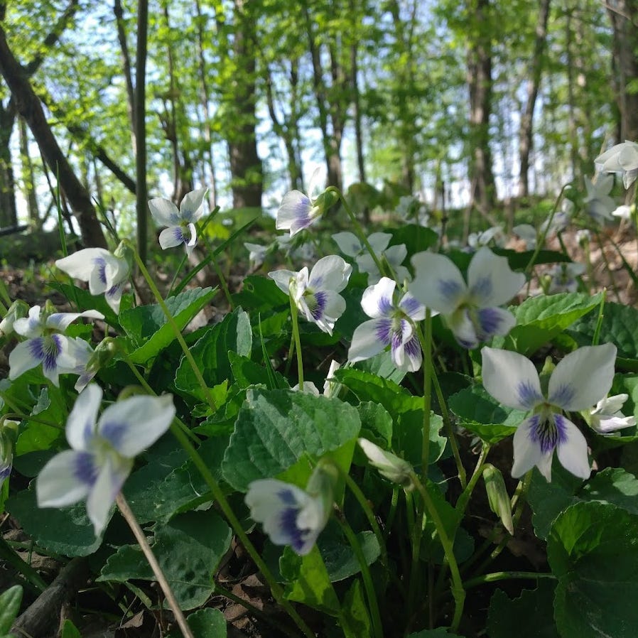 Journals from Mnemosyne