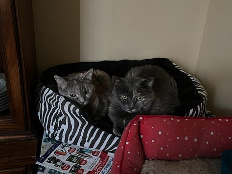 A collection of photos of Dilly (grey tortoiseshell cat) with her best friend Lucy (tortoiseshell cat).