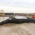 #8. Whales v. Wind Turbines: Truth v. Fiction