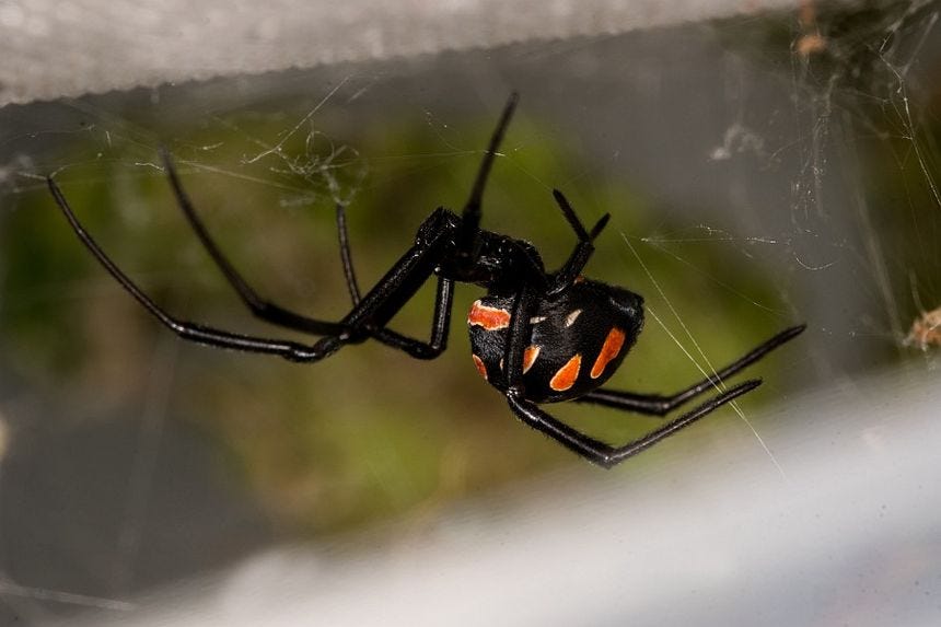 Latrodectus tredecimguttatus / Europäische Schwarze Witwe / Malmignatte / Haubennetzspinnen - Theridiidae / Überfamilie: Radnetzspinnen - Araneoidea / Ordnung: Webspinnen - Araneae