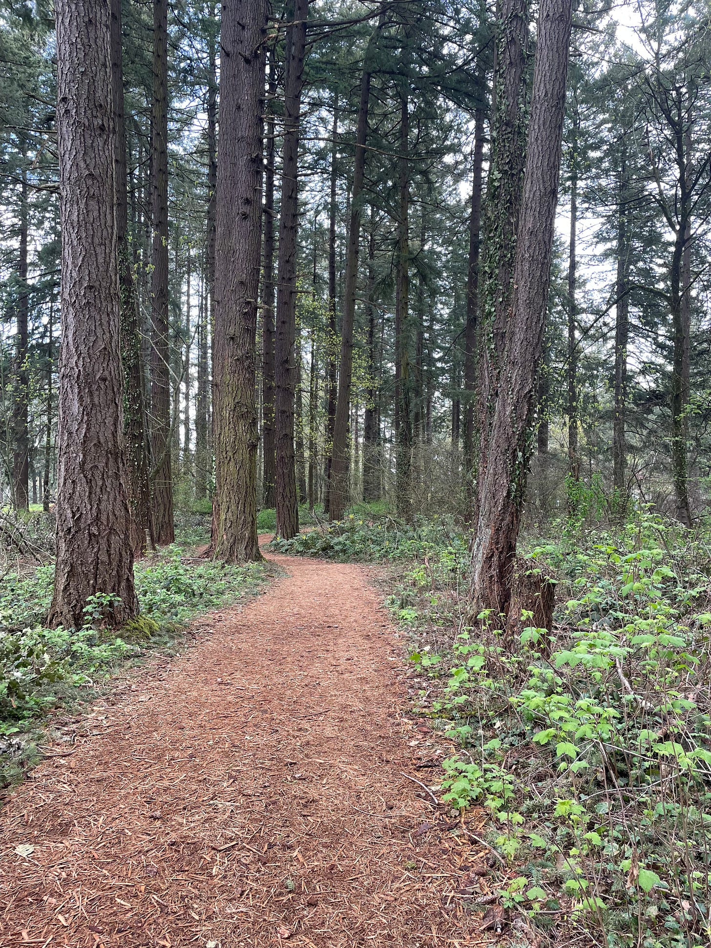 Path winding through a stand of trees