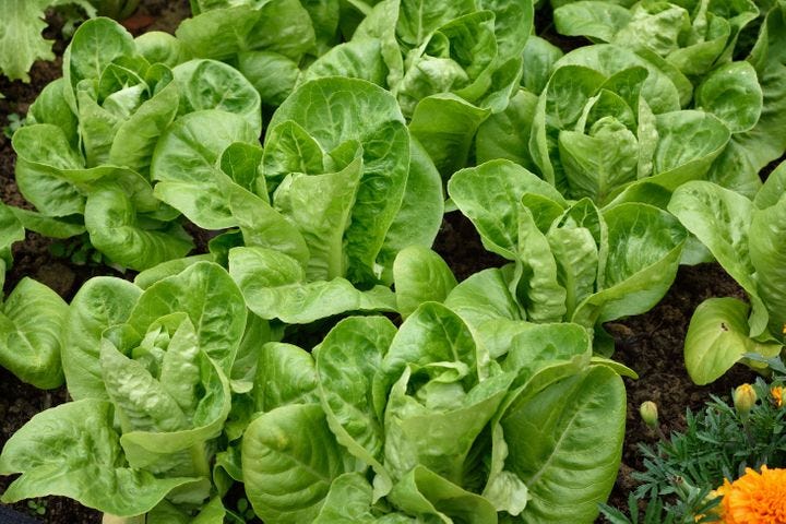 Little Gem is a fast-growing romaine lettuce. Little Gem is a fast-growing romaine lettuce.