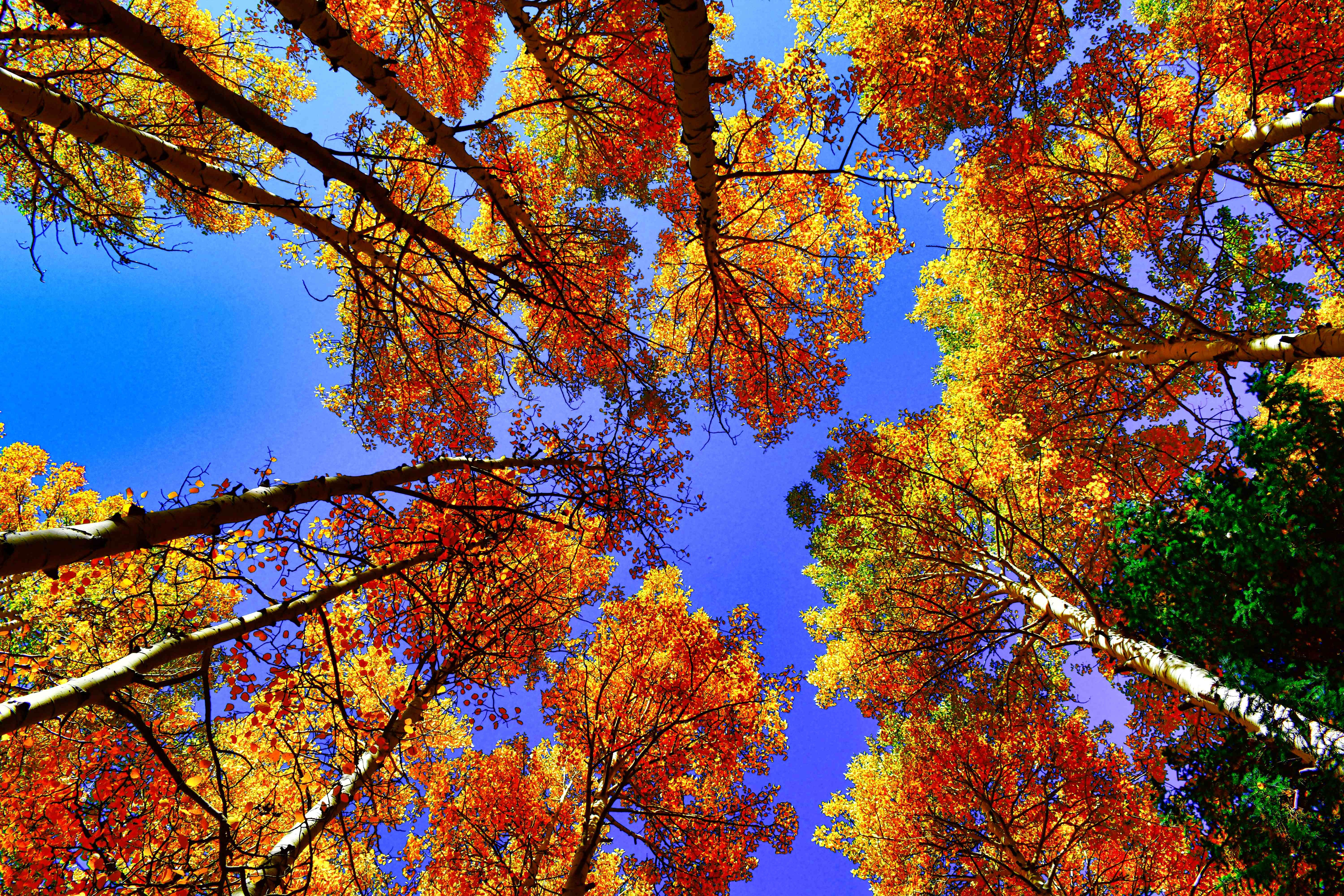 Look Up
