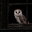 bird's avatar