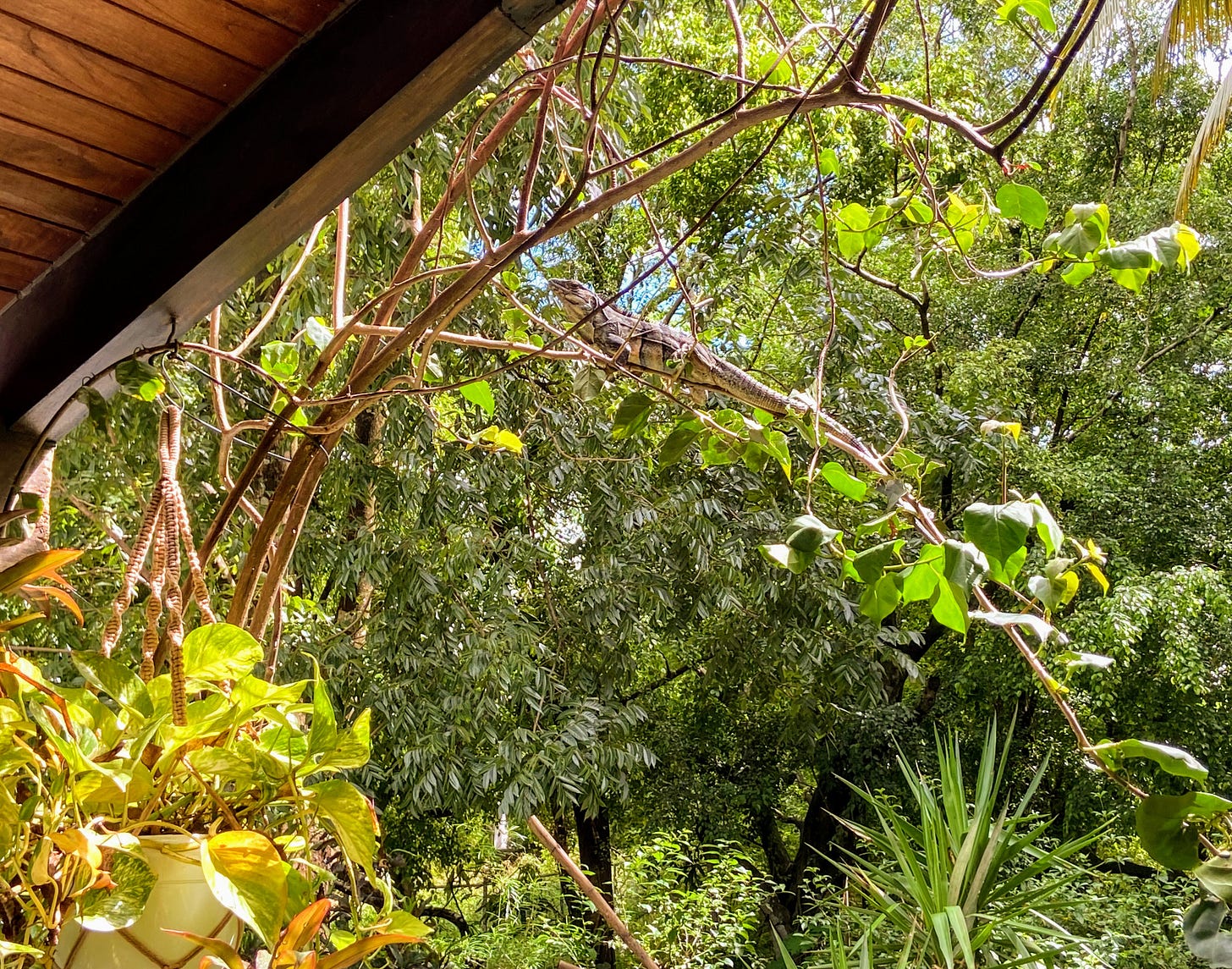 iguana on a branch under the roof