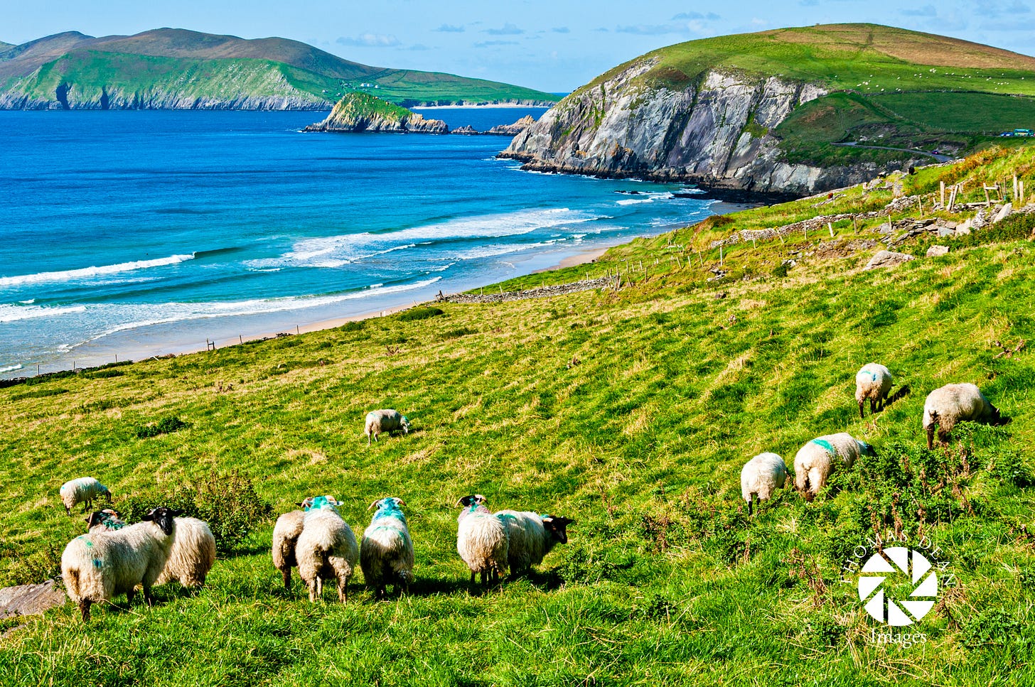 Sheep Grazing Near Slea Head Drive Dingle