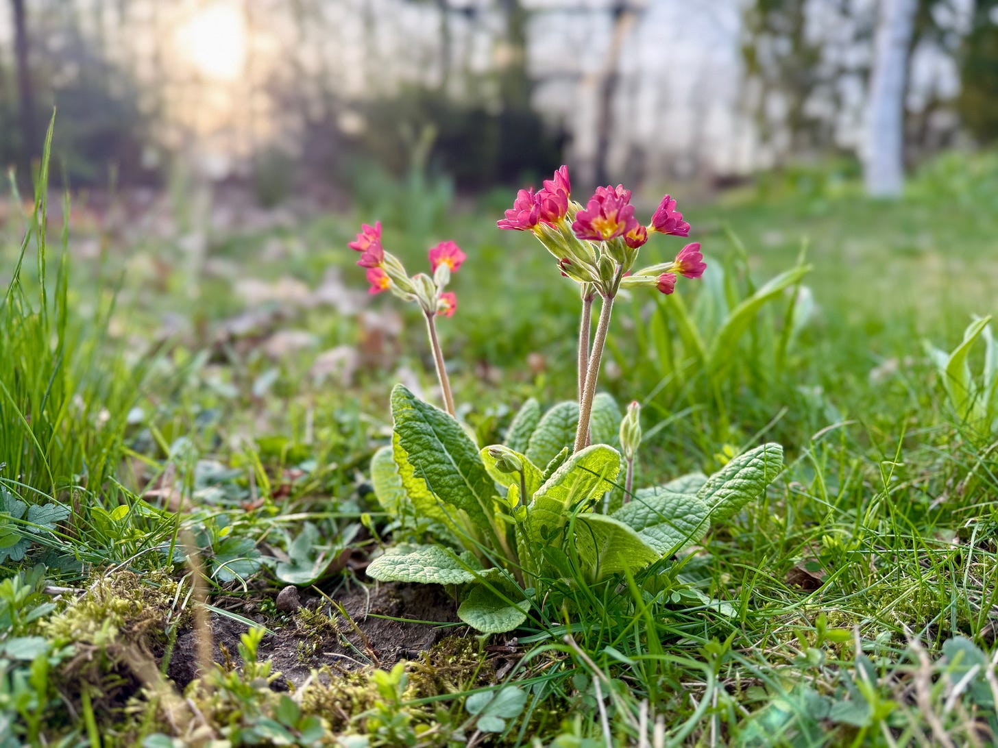 A pink cowslip