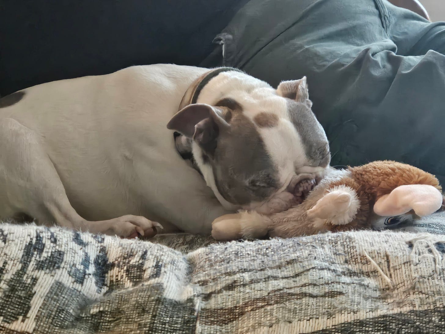 Boston terrier dog sleeping on a couch with a stuffed Gizmo