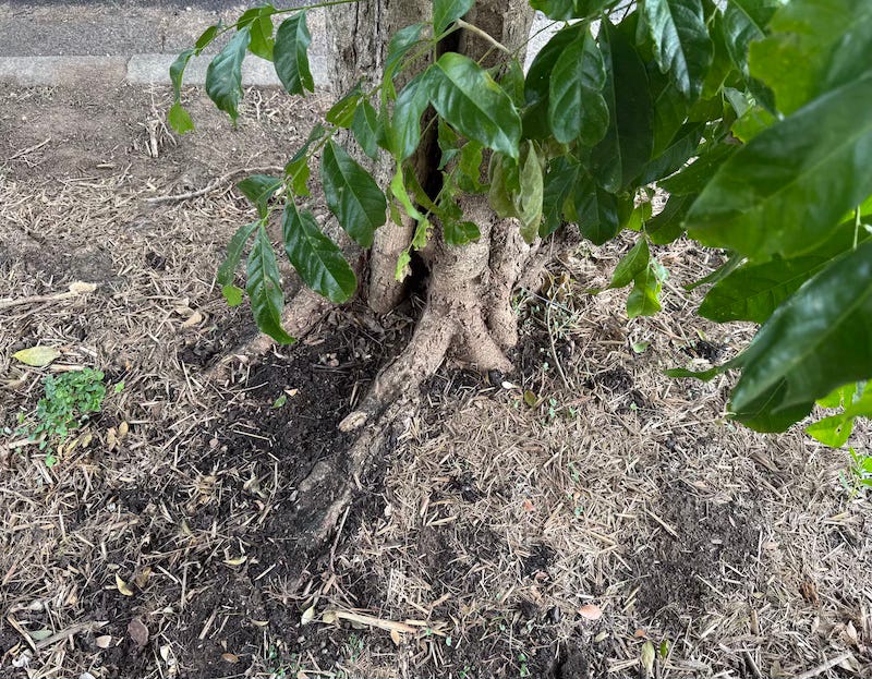 photo of tree based and roots