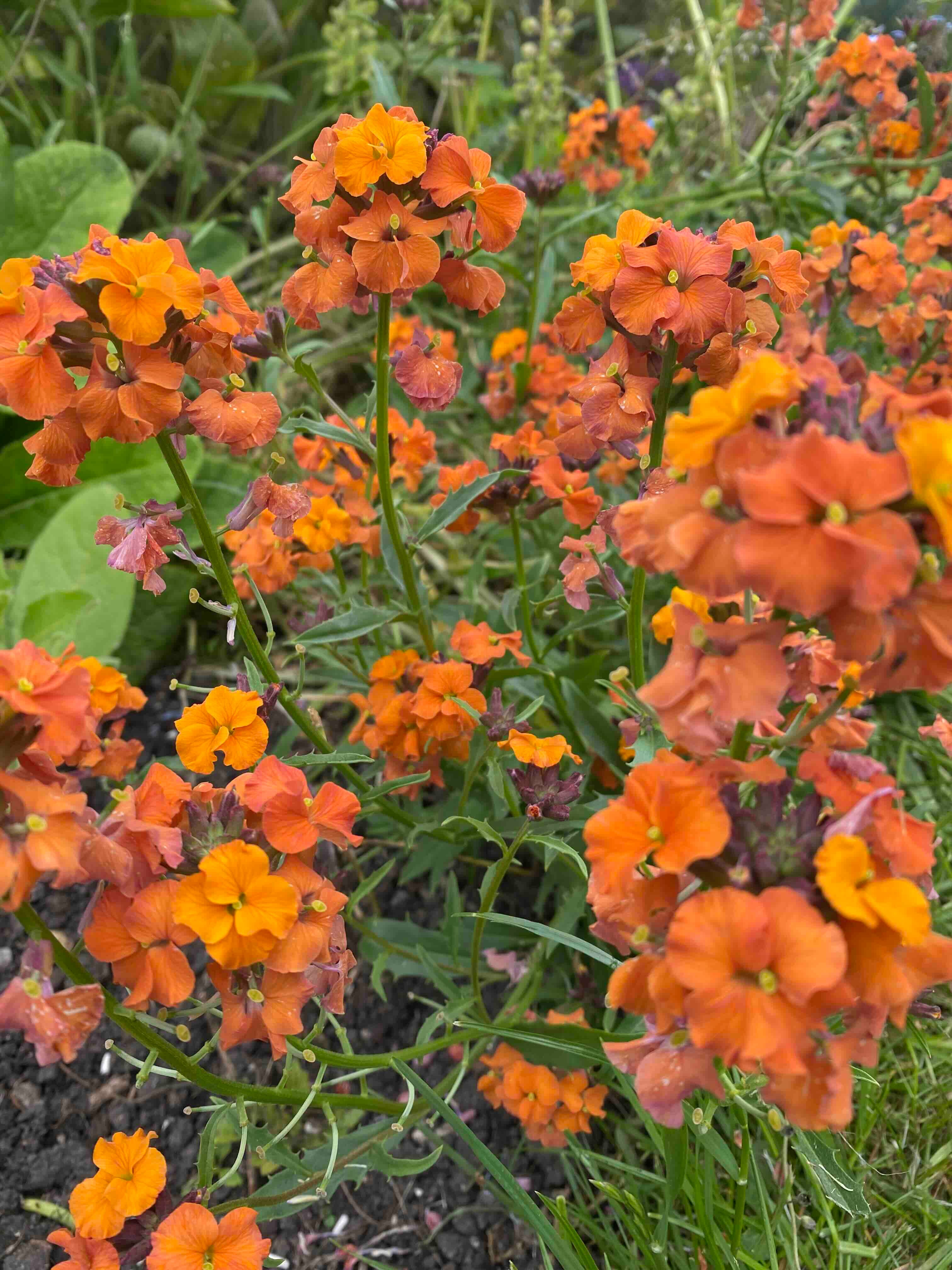 Old fashioned wallflowers - by Clare Foster - Bud to Seed