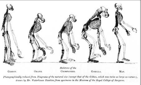 A group of skeletons of a monkey

Description automatically generated