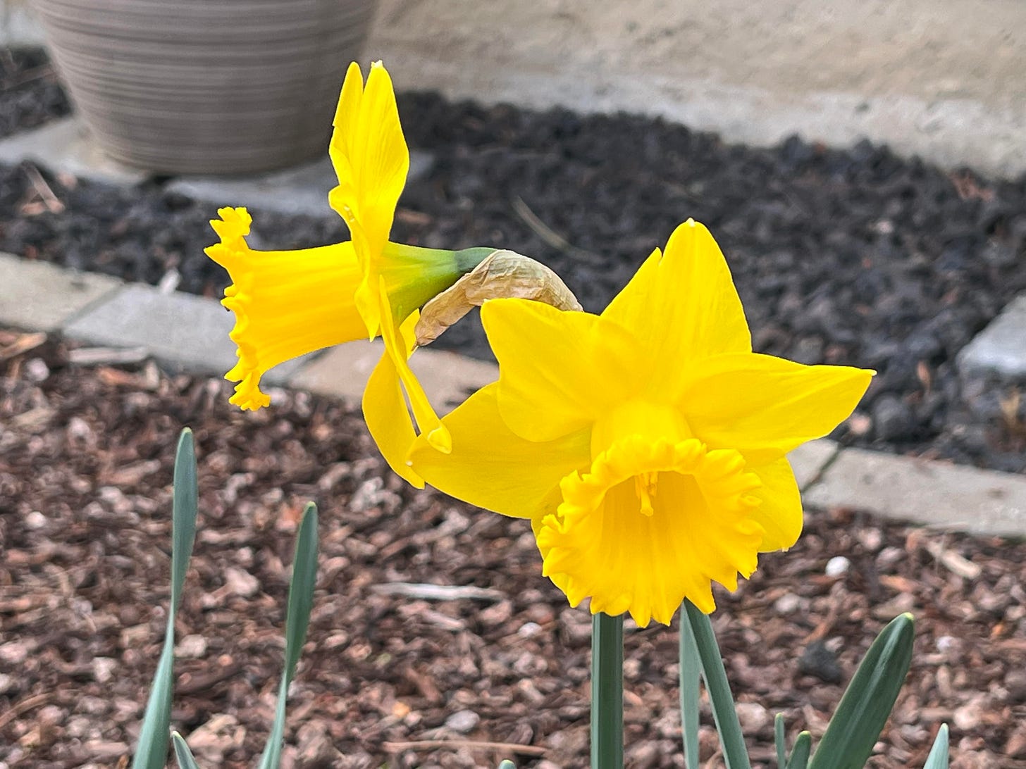 Two bright yellow daffodils in full bloom