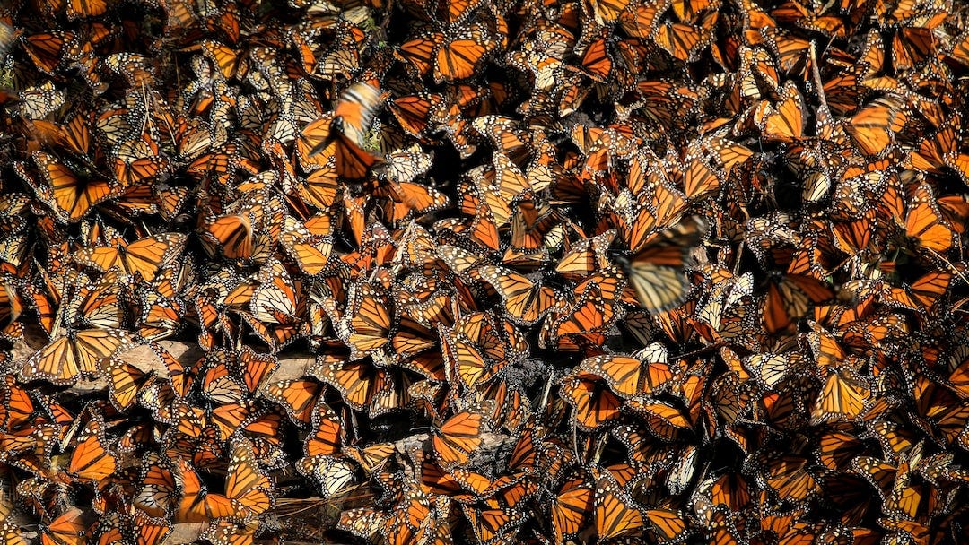 orange butterflies orange butterflies