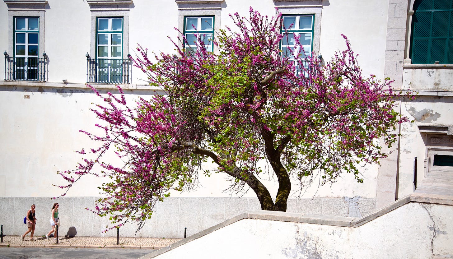 A tree in bloom on a street in Lisbon.