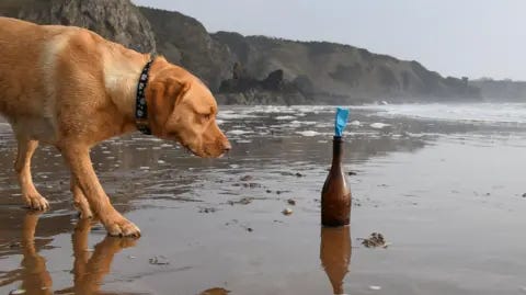 Mike Scott A golden labrador - Maggie- on a beach, looking at a brown bottle, which has a blue note sticking out the top. Mike Scott A golden labrador - Maggie- on a beach, looking at a brown bottle, which has a blue note sticking out the top.