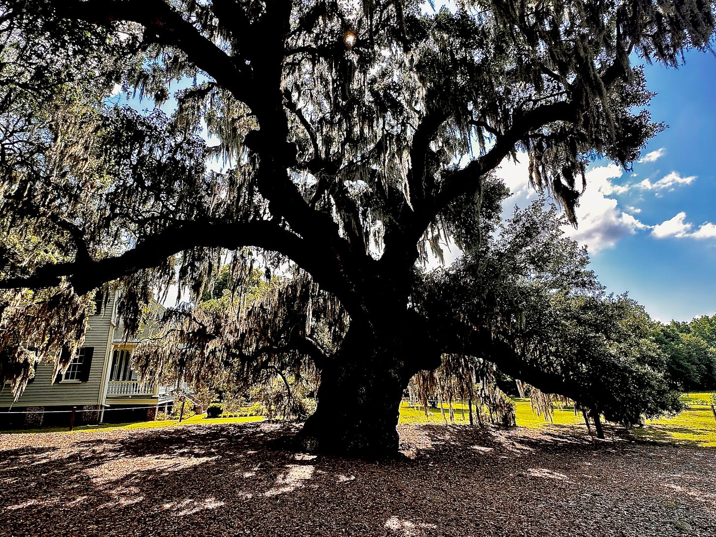 McLeod Oak with the plantation house in the background. Author photograph (June 2026).