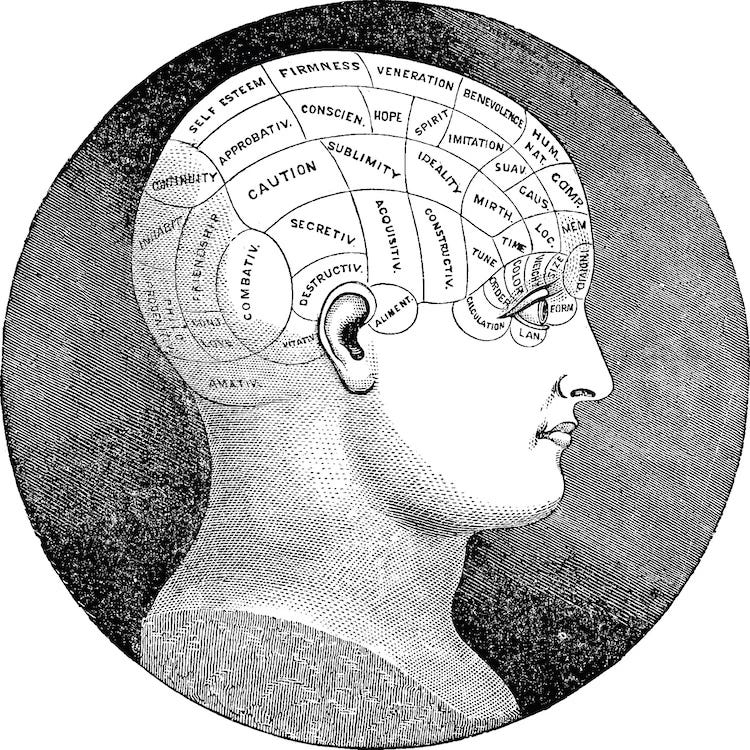 A hariless head in profile with reigions of the skull labeled in personality traits A hariless head in profile with reigions of the skull labeled in personality traits