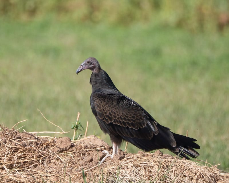 20250911-Marana-132-Edit.jpg 20250911-Marana-132-Edit.jpg